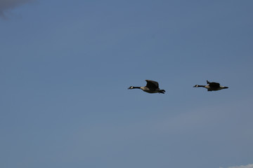 Canadian geese flying