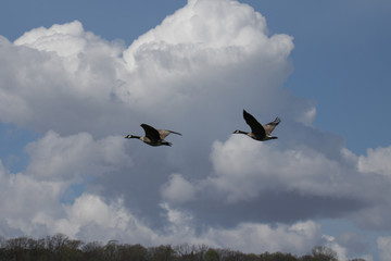 One of the flock
