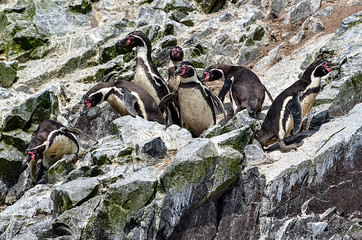 Humboldt penguin in the Ballestas Islands 22