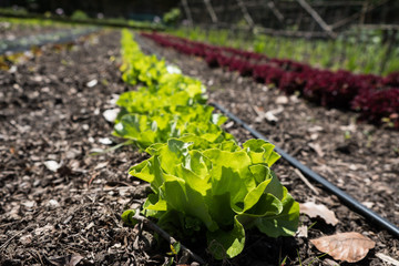 Blatt Salat auf einem Acker in einer Reihe