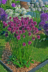  Colourful Allium sphaerocephalonclose up in a garden border