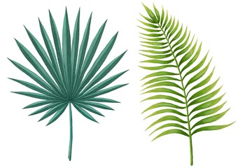 Isolated tropical leaves digital illustration. Palm leaves. Palm branches. Tropical leaves clipart.