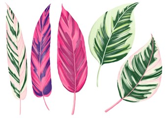 Isolated tropical leaves digital illustration. Stromanthe  tricolor leaf. Tropical leaves clipart.