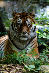 Portrait Of Tiger Resting In Forest