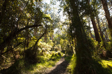 Sherbrooke Forest near Melbourne Australia