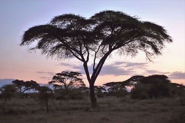 Naklejka na ściany i meble Amazing african sunset. Umbrella acacias grow in the savannah. The sky is colored by the rays of the setting sun in pink, lilac, yellow shades. In the distance is the silhouette of a mountain.
