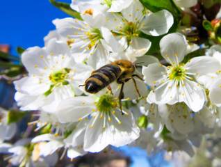 Bee collecting nectar from white flowers