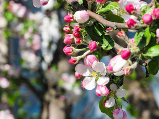Pink flowers blooming apple tree