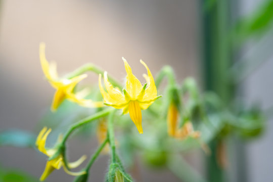 4 715 件の最適な ミニトマトの花 画像 ストック写真 ベクター Adobe Stock 4 715 件の最適な ミニトマトの花 画像 ストック写真 ベクター Adobe Stock