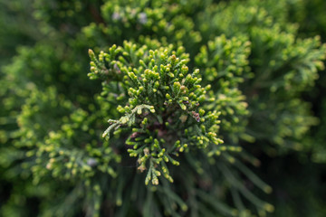 Green and yellow grass background
