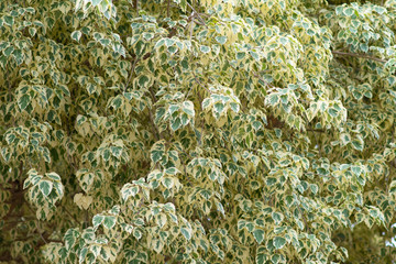 Fototapeta na wymiar Branch of ficus benjamina with variegated leaves. Motley background of green leaves with white spots on the branches of the ficus Benjamina. in Thailand this flower is called the white banyan