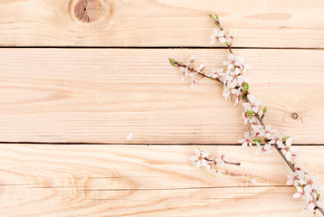 flowering spring cherry branch on a wooden background. View from above