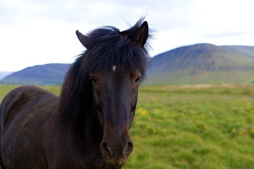 Obraz premium Lovely black horse on an icelandic field