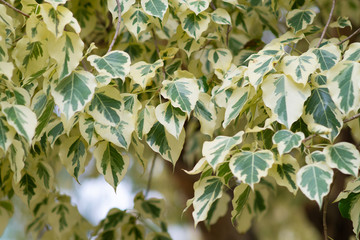 Obraz premium Branch of ficus benjamina with variegated leaves. Motley background of green leaves with white spots on the branches of the ficus Benjamina. in Thailand this flower is called the white banyan