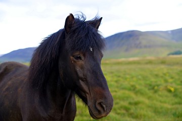 Fototapeta na wymiar Lovely black horse on an icelandic field