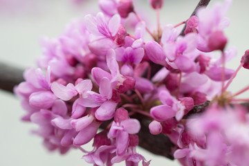 Tree with pink flowers background