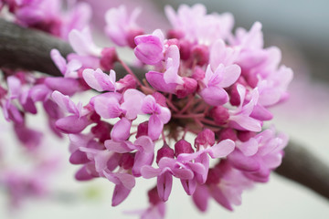 Tree with pink flowers background