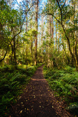 Sherbrooke Forest near Melbourne Australia