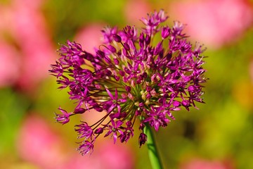 Purple globe allium flower in the spring