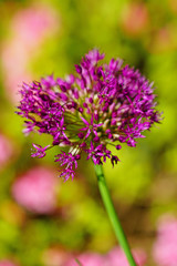 Purple globe allium flower in the spring