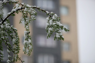 Kaunas Lithuania. Snow on May 12 morning in Kaunas.  weather lithuania, snow kaunas may spring...