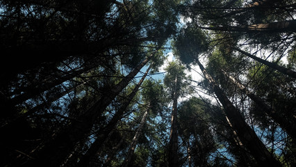 sun drop through pine trees in the forrest on the top of Queenstown hill, New Zealand