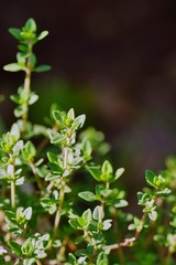 Thyme plant growing in the herb garden © eqroy
