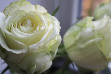 White flowers close up