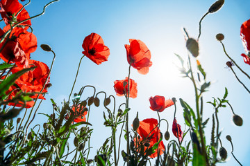 poppy flowers and sunshine