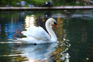 white swan on the lake