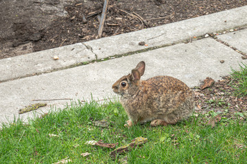 A brown wild rabbit with ears perked sits resting on a patch of grass in the parkway next to a concrete curb in the city of Chicago.