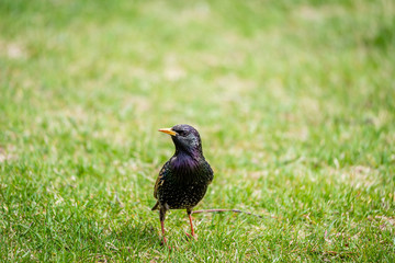 European Starling