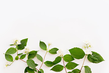 Obraz premium Jasmine, Philadelphus or mock-orange flowers border on white wooden background. Copy space for text, top view. Summer, spring background.