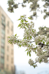 Close up of little white spring flower blossoms and green leaves covering a tree branch in an urban setting and a building out of focus in the background in the springtime.