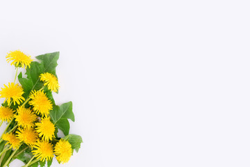 Blooming yellow dandelion flowers. Copyspace for text, top view. Flatlay on a white background.