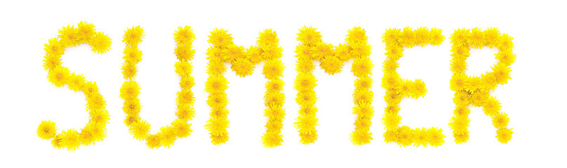 Obraz premium Blooming yellow dandelion flowers. Summer. Copyspace for text, top view. Flatlay on a white background.