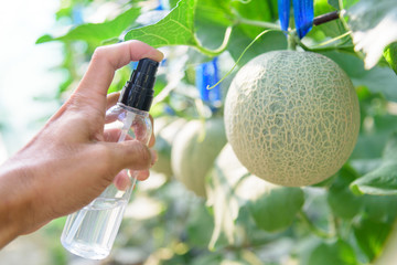 Spraying to cleaning disease fresh green melon