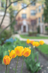 Fototapeta premium A close up of yellow, red and orange spring tulips with green stems blooming in the springtime in a flower bed with a residential brick masonry building blurred with soft bokeh in the background.