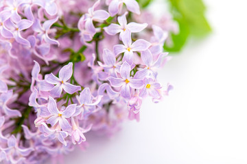Close-up macro flowers of lilac. Brunch of blooming lilac isolated on white background. 