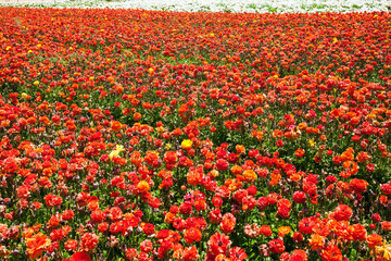 The field of luxurious flowers