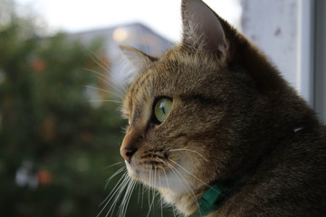 My cat is sitting on the window background