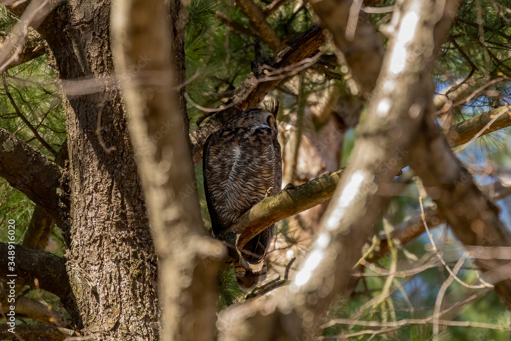 Wall mural Great horned owl sitting near nest. Nature scene from state park in Wisconsin.