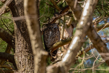 Obraz premium Great horned owl sitting near nest. Nature scene from state park in Wisconsin.