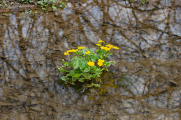 Marsh marigold with yellow flowers growing in the water reflecting trees, Caltha palustris or Sumpfdotterblume