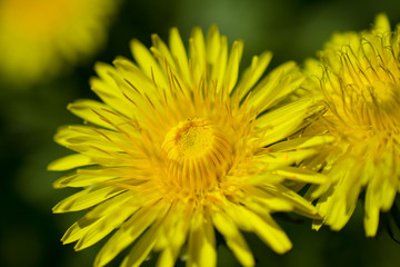 yellow dandelion flower
