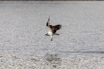 Western osprey with  caught fish in flight.Natural scene from USA