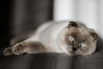 Cute scottish Fold breed cat with blue eyes lying on grey textile sofa at home. Soft fluffy purebred short hair lop-eared kitty. Background, copy space, close up.