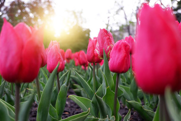 Beautiful floral background of bright red Dutch tulips blooming in the garden in the middle of a sunny spring day with a landscape of green grass and blue sky
