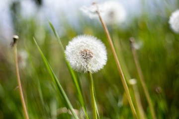 A dandelion field in the summer sunny day. Soft focus. Close up
