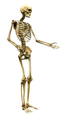 3D Rendering Human Skeleton on White